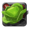 Cabbage ×402