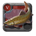 Spotted Trout ×10