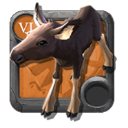 Moose Calf